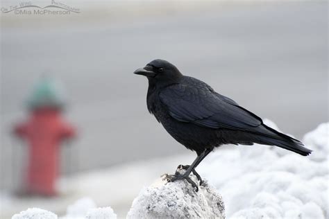 東京駅 駐車場 安い 24時間 そして、なぜカラスは駐車場でコインを集めるのか？